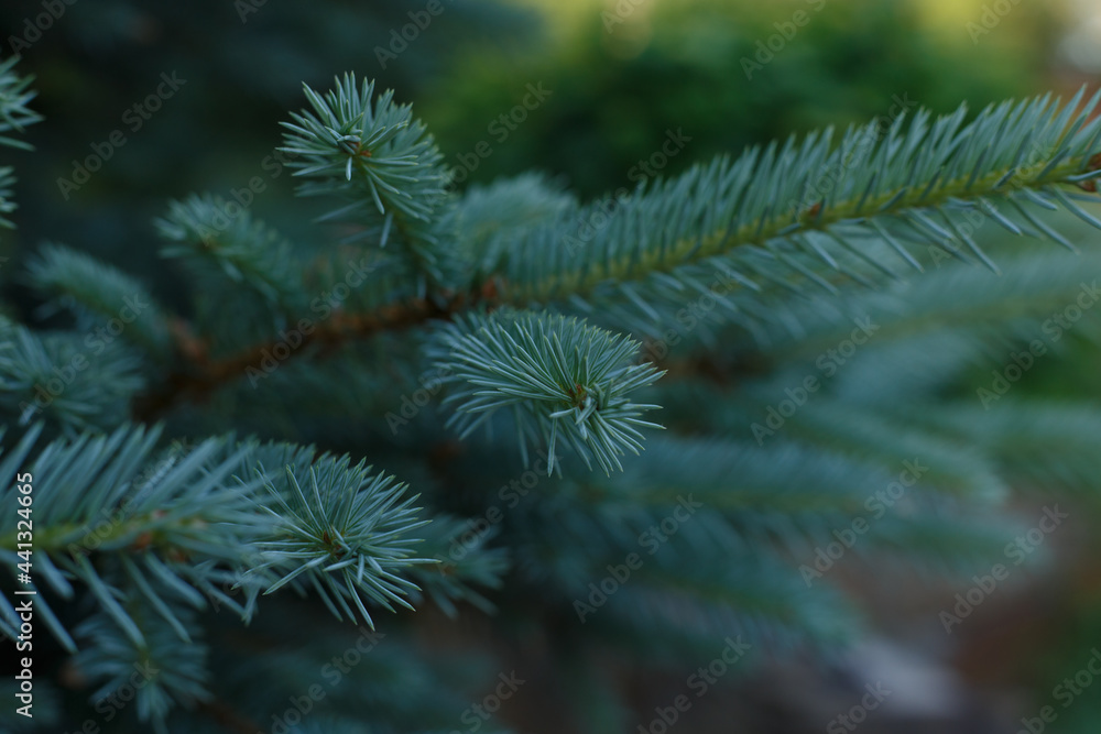 Selective focus, blue spruce fir branch close up with blurred background. Concept of nature background