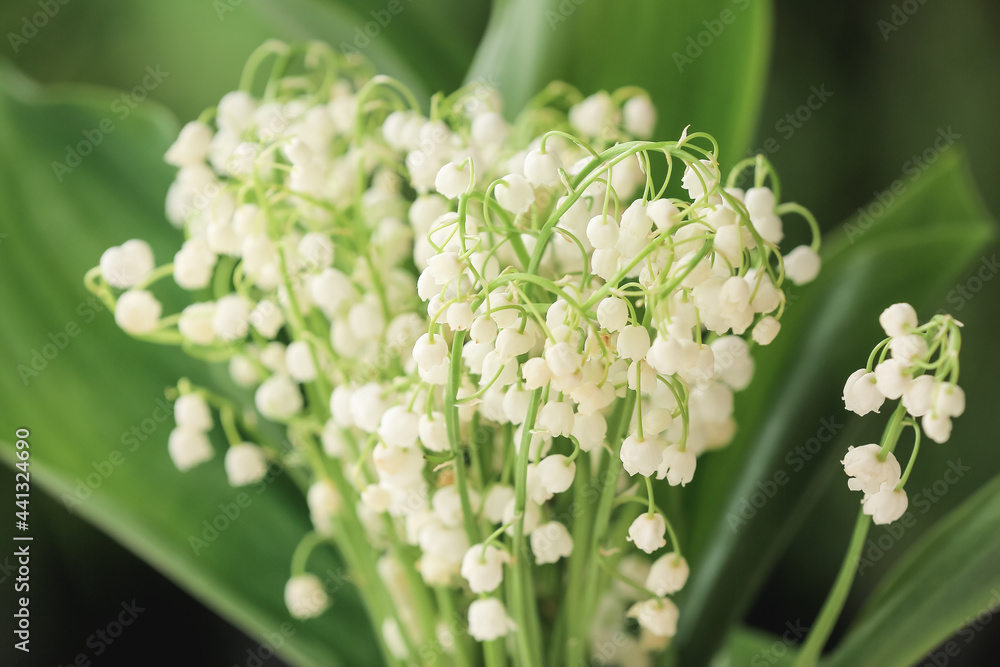 Beautiful lily-of-the-valley flowers outdoors, closeup