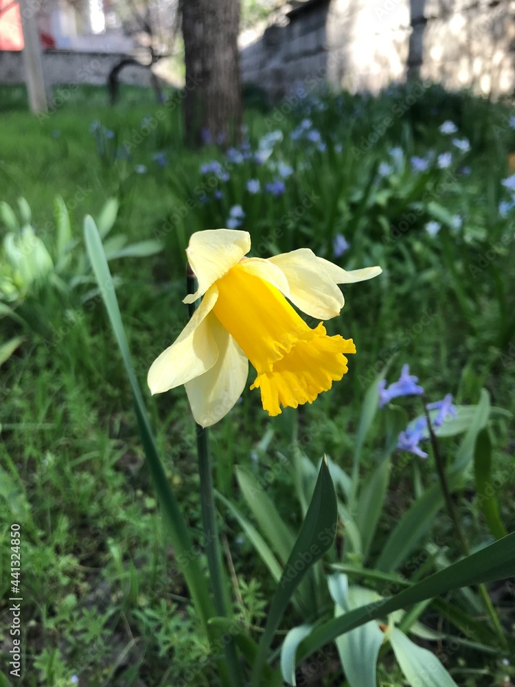 Obraz premium yellow daffodil flower