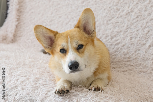 portrait of a corgi puppy on a sofa blanket