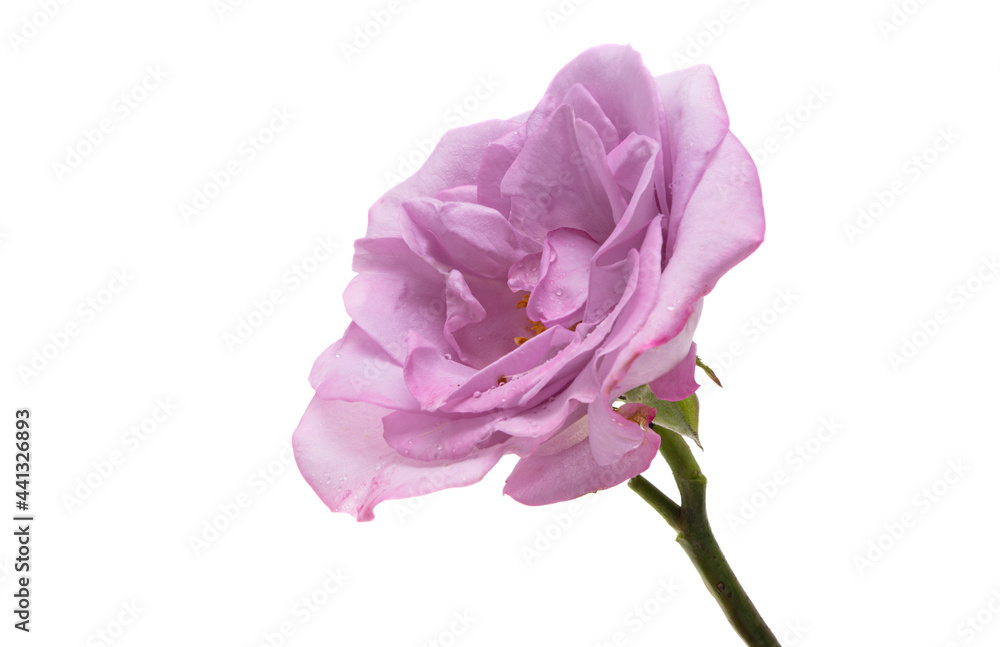 lilac rose isolated lilac rose isolated
