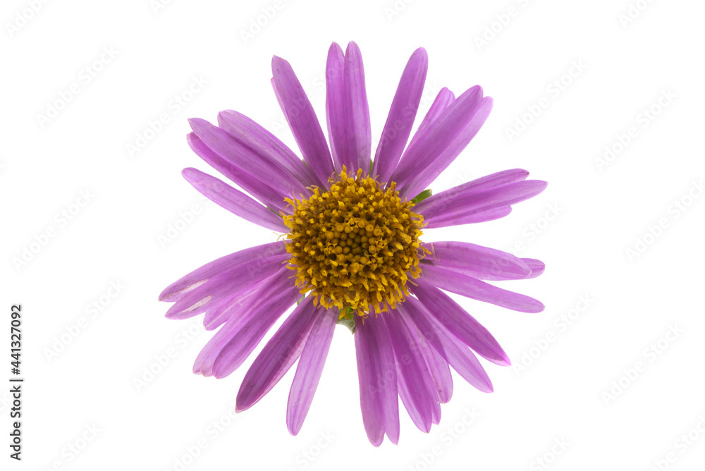 lilac aster isolated lilac aster isolated