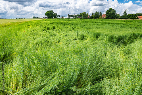 Calamité agricole, intempéries, dégats cultures. Champ de lin en fleur versé suite à orage et grêle. Ciel orageux menacant photo