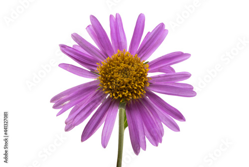 lilac aster isolated