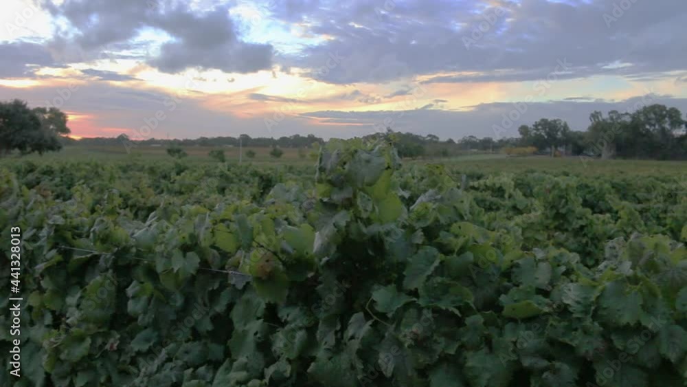 Vineyard At Sunset, View Over Rows Of Established Vines, Handheld Shot Vineyard At Sunset, View Over Rows Of Established Vines, Handheld Shot