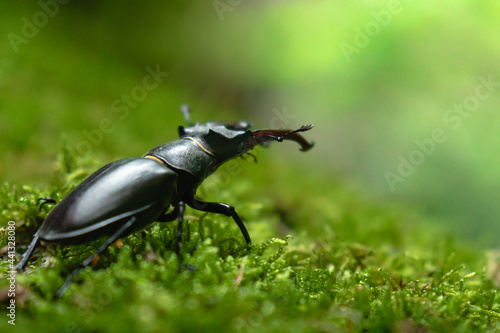 Hirschkäfer auf Moosteppich