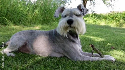 schnauzer dog on gradd chewing a stick green grass background sunny day photo