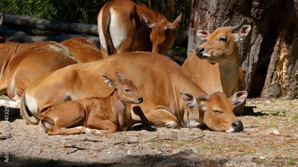 Family of Banteng, Bos javanicus or Red Bull. It is a type of wild cattle But there are key characteristics that are different from cattle and bison: a white band bottom in both males and females Family of Banteng, Bos javanicus or Red Bull. It is a type of wild cattle But there are key characteristics that are different from cattle and bison: a white band bottom in both males and females