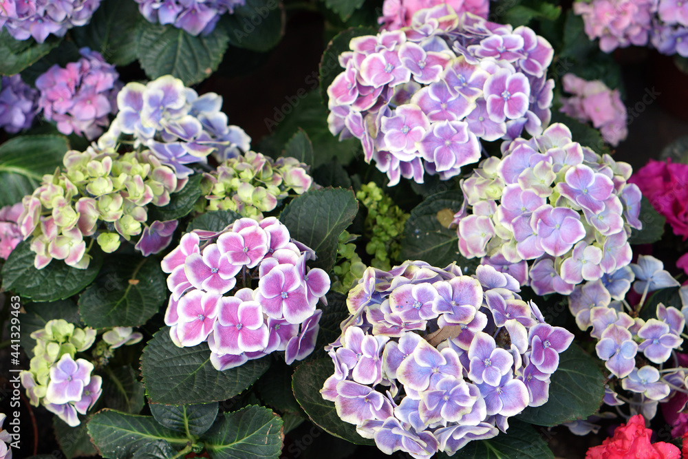 beautiful flower Primula polyantha or Primula obconic beautiful flower Primula polyantha or Primula obconic
