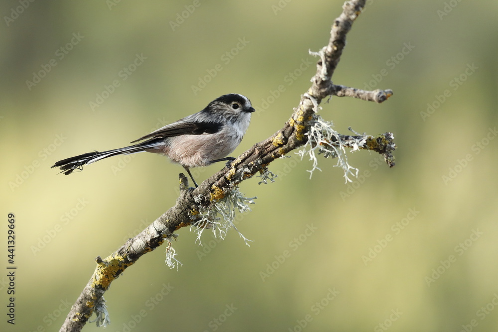 Naklejka premium Mito (Aegithalos caudatus)