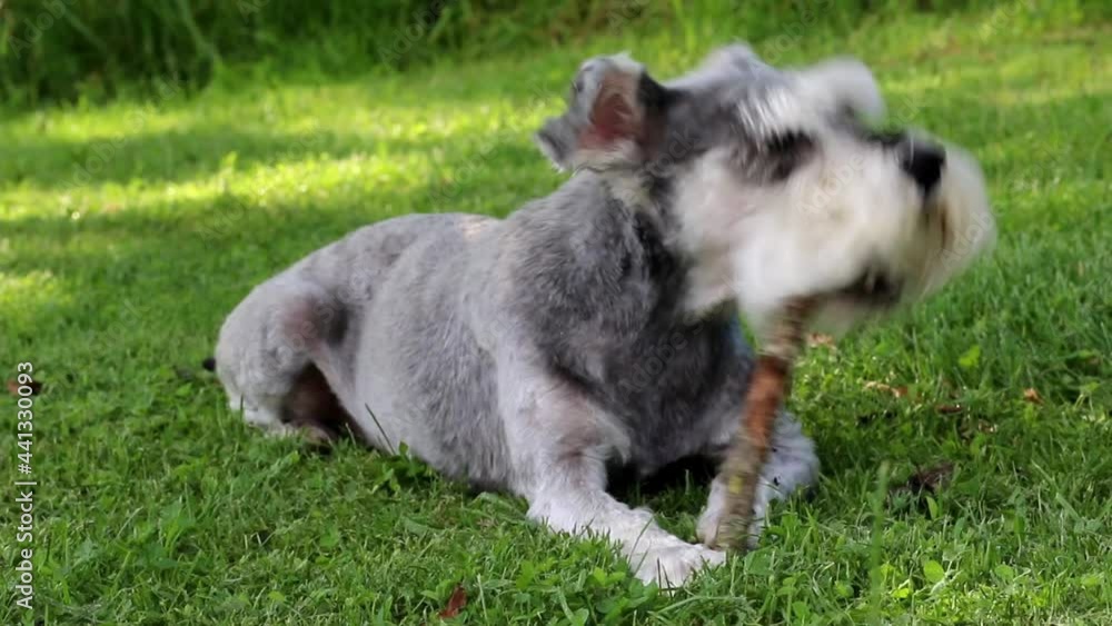 Schnauzer dog laying in grass chewing a stick Schnauzer dog laying in grass chewing a stick
