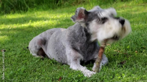 Schnauzer dog laying in grass chewing a stick