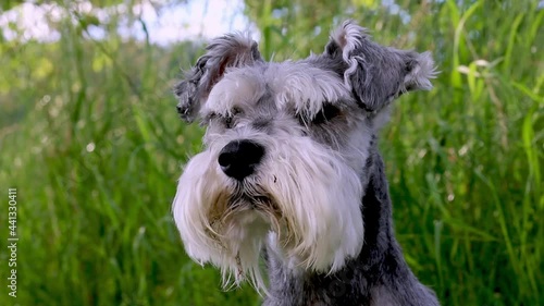 portrait of a schnauzer dog with green grass blowing in the wind background photo