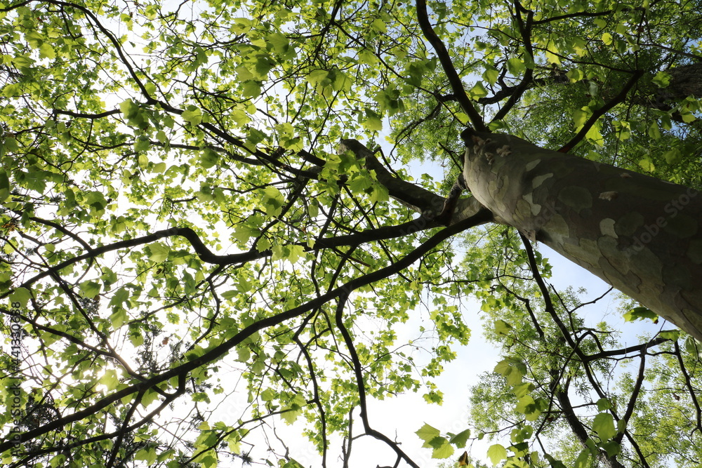 Fototapeta premium 下から見上げた木の緑の葉 green leaves of a tree looking up from below 1