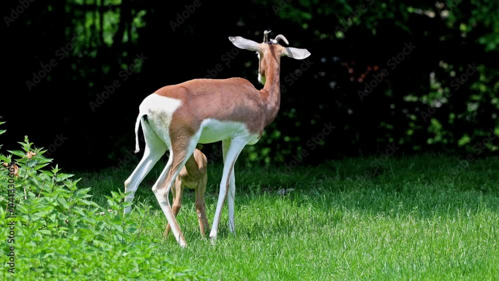 Dama gazelle, Gazella dama mhorr or mhorr gazelle. Mother with baby. This is a species of gazelle. Lives in Africa in the Sahara desert and the Sahel. Dama gazelle, Gazella dama mhorr or mhorr gazelle. Mother with baby. This is a species of gazelle. Lives in Africa in the Sahara desert and the Sahel.