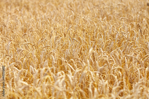 Golden wheat field texture  wheat background. Summer concept  harvest time. Eco products. Selective focus.