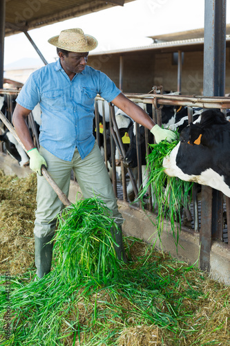 Skilled african american breeder working on livestock farm, feeding cows with fresh green grass in outdoor stable
