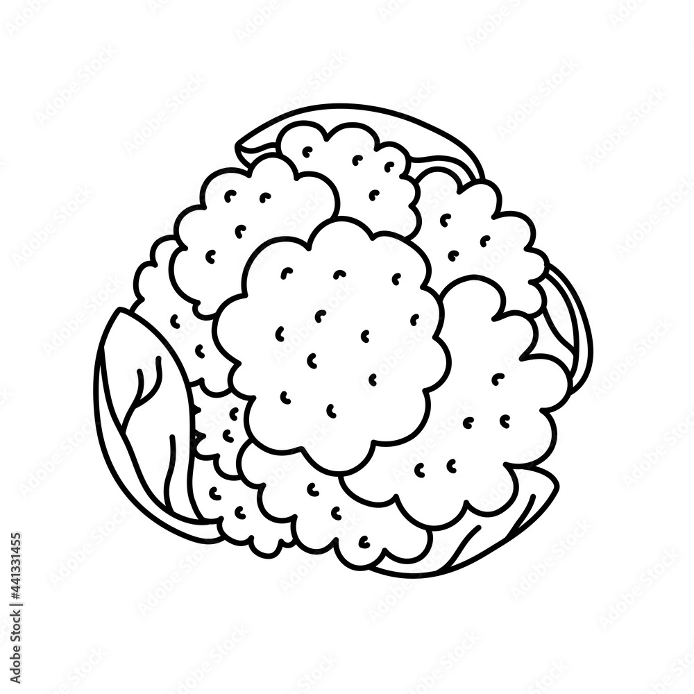 Cauliflower. Vegetable sketch. Thin simple outline icon. Black contour line vector. Doodle hand drawn illustration Cauliflower. Vegetable sketch. Thin simple outline icon. Black contour line vector. Doodle hand drawn illustration