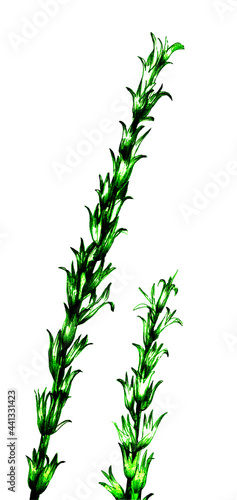 Green grass watercolor isolated on white background set.