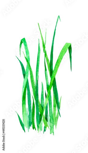 Green grass watercolor on white background illustration for all prints.
