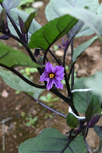 茄子の花