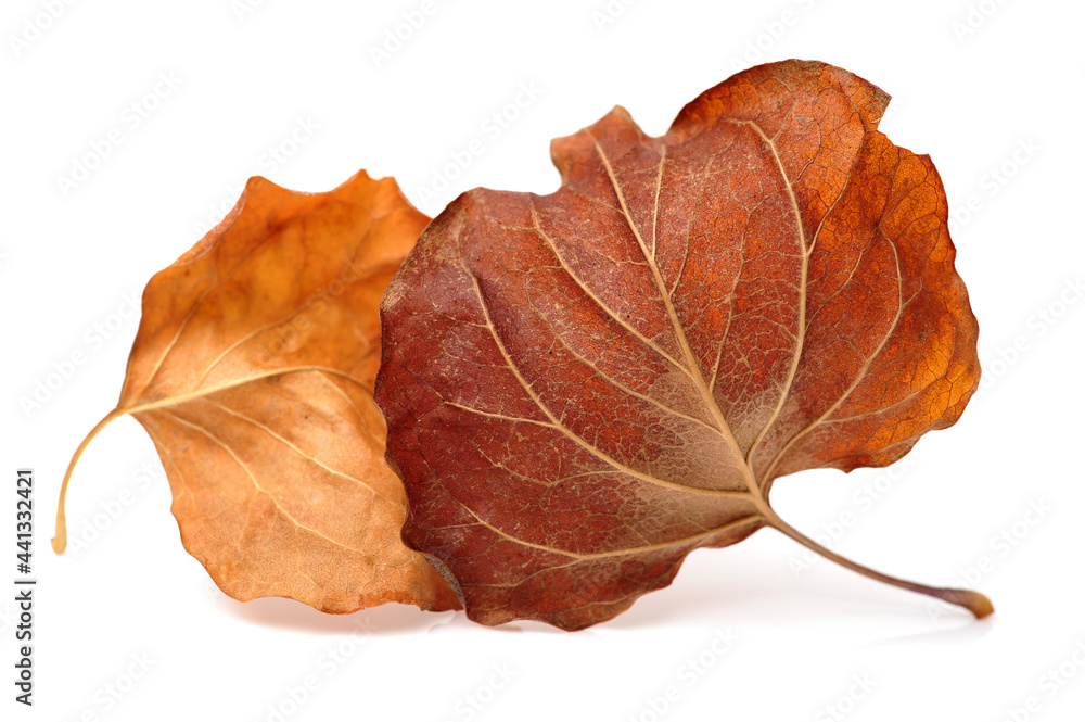 Fall leaf isolated on white background Fall leaf isolated on white background