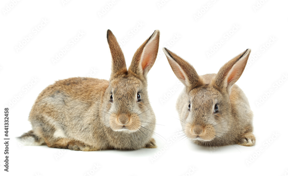gray rabbit isolated on white background gray rabbit isolated on white background