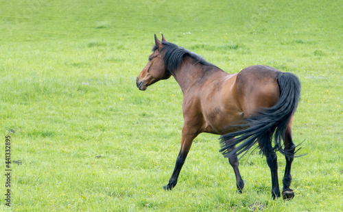 Thoroughbred horse walking on a green field.