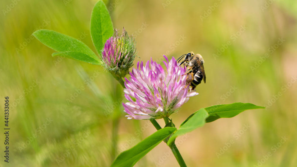 bee at work on clover flower collecting pollen. bright delicate pink clover flower, honey bee. macro nature, wild wildflower, useful insect, spring or summer sunny day, close-up. natural background bee at work on clover flower collecting pollen. bright delicate pink clover flower, honey bee. macro nature, wild wildflower, useful insect, spring or summer sunny day, close-up. natural background
