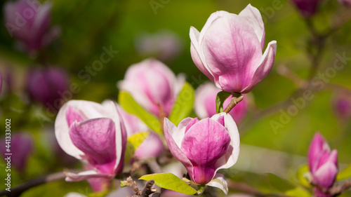 spring magnolia flowers, natural abstract soft floral background. beautiful flowers, delicate magnolia, in the garden or park. pink flower on green natural background. close-up © Oleksandr Filatov