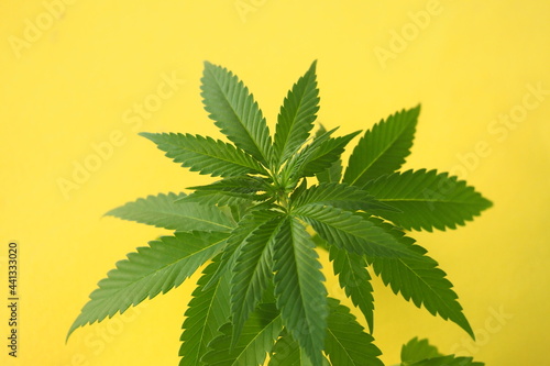 cannabis plant leaves. medical marijuana