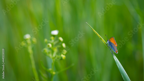 Lycaena phlaeas. A Small Copper Butterfly, Lycaena phlaeas, perched on a blade of field plant. macro nature, insect in the meadow. sitting in the green grass. beautiful delicate butterfly. close-up © Oleksandr Filatov