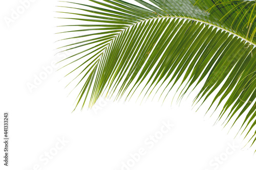 Close-up view of palm trees leaf in natural isolated on white