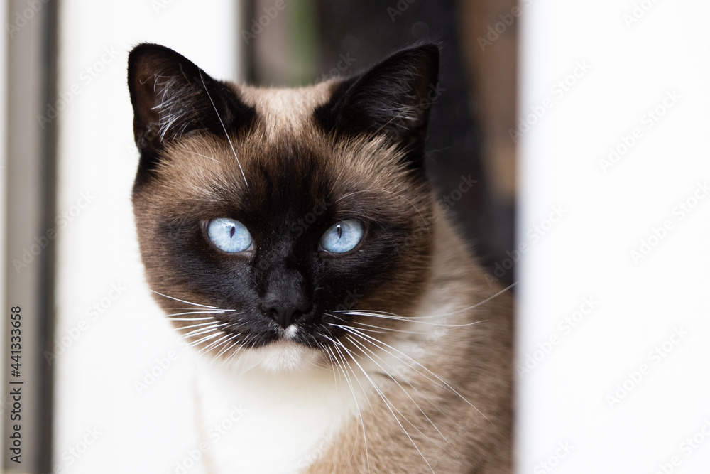 Siamese cat portrait with white blurred background.