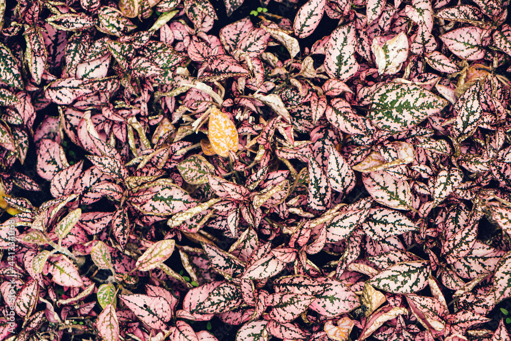 leaves texture on the dark background leaves texture on the dark background