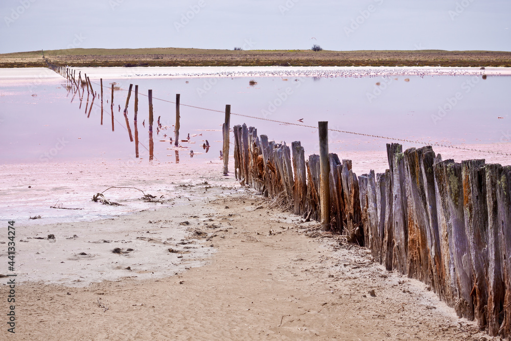 A rotting fence line strung across a pink salt lake A rotting fence line strung across a pink salt lake