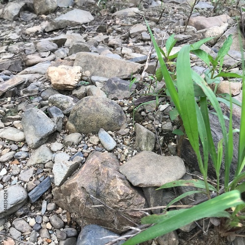 stones in the grass