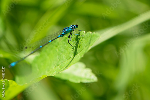Coenagrionidae. blue dragonfly on a green leaf. A dragonfly with big eyes close-up sits on a green leaf of a river plant. natural blurred green background. macro of a insect. space for text
