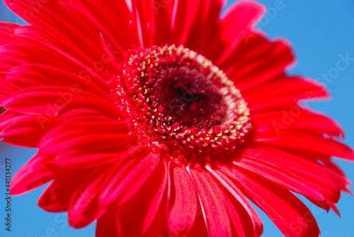 GERBERA ROJA EN MACRO