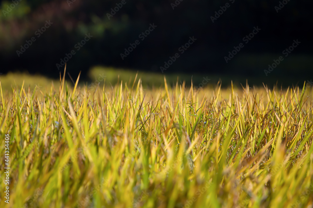 Shoots of a young green grass on a dark blurry background in the park
