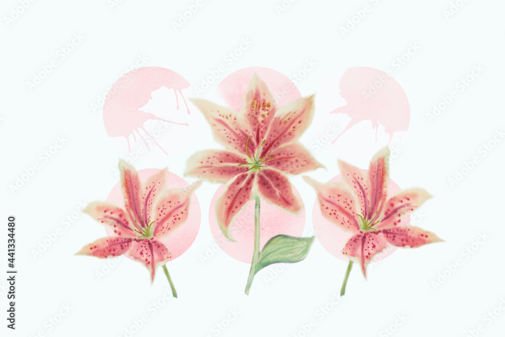 Fototapeta premium Bright watercolor painting of lily flower pink.