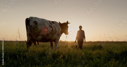 A female farmer walks with a bucket to her cow at sunset. Small agribusiness concept photo