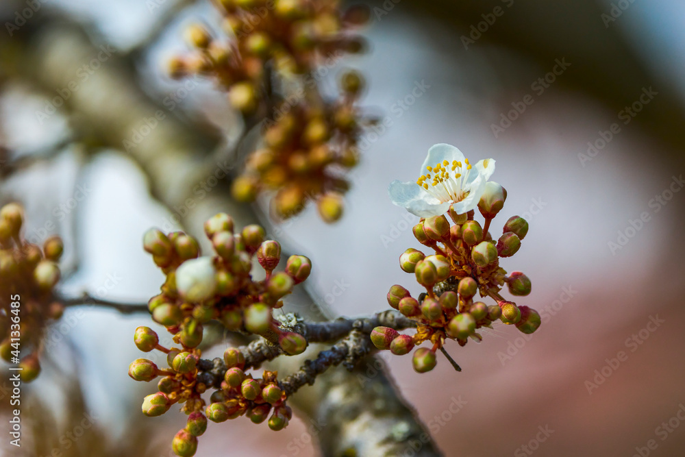 Beautiful flowering flowers of some trees in spring Beautiful flowering flowers of some trees in spring