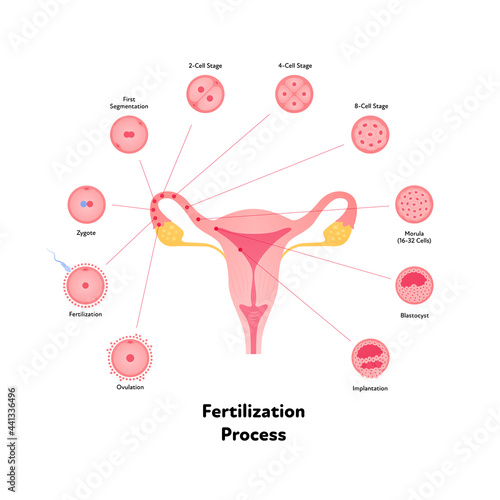 Early human development health care infographic. Vector flat medical illustration. Stages of egg fertilizacion process from ovulation to implantation in uterus isolated on white background.