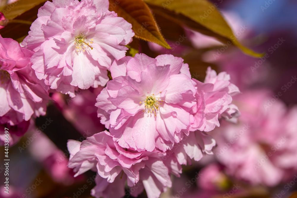 Beautiful flowering flowers of some trees in spring Beautiful flowering flowers of some trees in spring