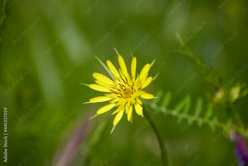 image with wild flowering plant in natural environment