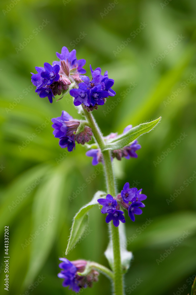 Fototapeta premium image with wild flowering plant in natural environment