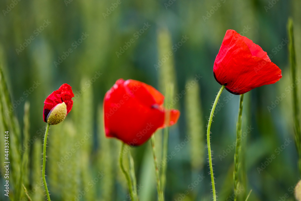 Obraz premium Field of poppies. Red poppies bloom in a wild field in sunny weather. Beautiful field red poppies among green grass with selective focus.