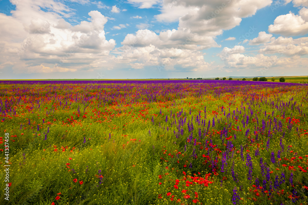 Field of poppies. Red poppies bloom in a wild field in sunny weather. Beautiful field red poppies among green grass with selective focus.
