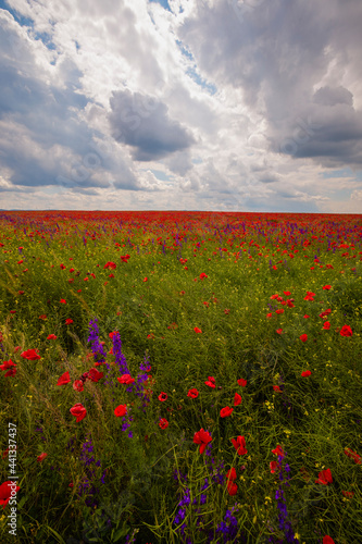 Field of poppies. Red poppies bloom in a wild field in sunny weather. Beautiful field red poppies among green grass with selective focus.